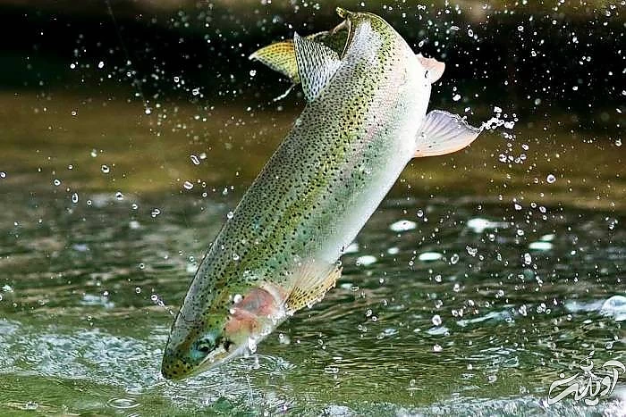 ماهی قزل آلا از سوغات استان گیلان ماهی قزل آلا